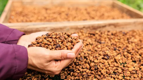 ชู 8 แนวทางพัฒนากาแฟไทย โกอินเตอร์เพิ่มมูลค่า-ส่งออก