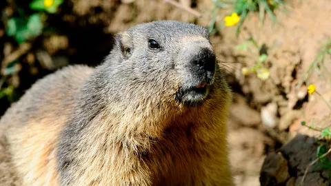 หมอแล็บเตือน อย่ากินสัตว์แปลกๆ หลังมองโกเลียพบผู้ป่วย "กาฬโรคต่อมน้ำเหลือง"