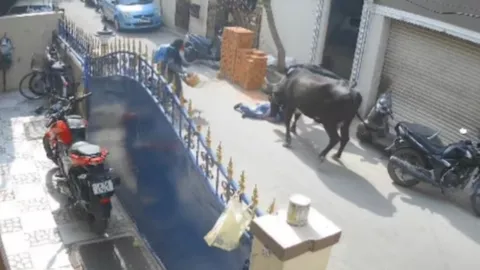 วัวอินเดียคลั่งไล่ขวิดเด็กนักเรียนหญิง 9 ขวบ สาหัสปางตาย (คลิป)