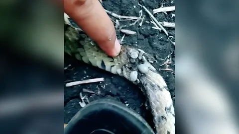 หนุ่มเห็นงูสิงโดนเห็บเกาะเต็มตัว ใจดีเอาออกให้ บอกสงสารจนปล่อยผ่านไม่ได้