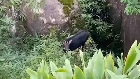 อุดมสมบูรณ์ พบ "เลียงผา" สัตว์ป่าหายากบนเทือกเขาสระบาป อุทยานฯ น้ำตกพลิ้ว