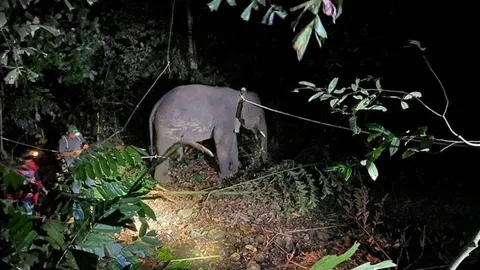 ชาวบ้านเมืองคอนเฮ จับช้างป่าเกเร "พลายไข่นุ้ย" ได้แล้ว จ่อย้ายออกนอกพื้นที่