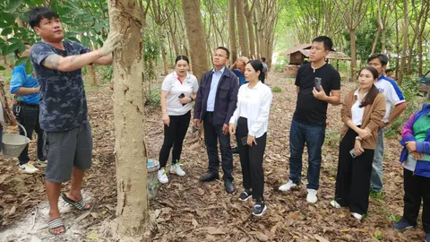 "สมศักดิ์" ติดตามแก้ปัญหาต้นยางตายนึ่ง จ่อชง รบ.ใหม่แก้ไขจริงจัง