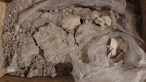 ค้นพบฟอสซิลไข่นกฟลามิงโกอายุ 12,000 ปีในเม็กซิโก