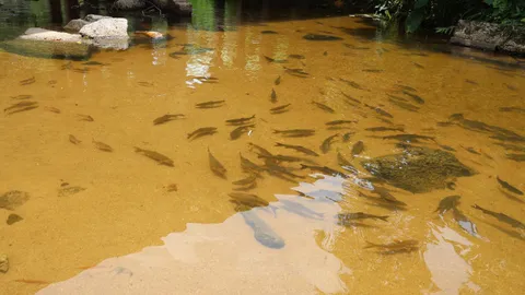 ชาวบ้านวังไทร อนุรักษ์ปลาพลวงชมพู ให้อยู่ตามธรรมชาติ หาดูได้ยากในปัจจุบัน