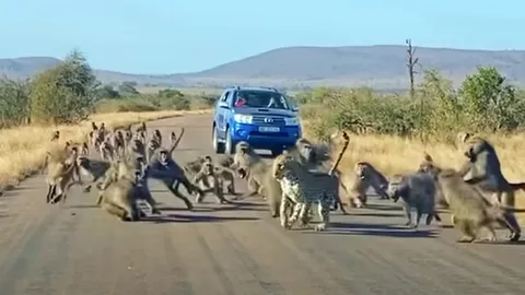 ประมาทลิงรวมพลัง