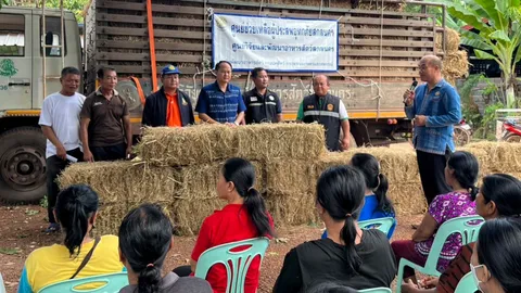 ปศุสัตว์นครพนม มอบฟางอัดแท่งช่วยโคกระบือนับหมื่น หลังน้ำโขงยังหนุนท่วม