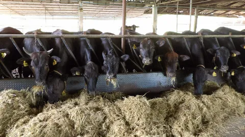 ผู้เลี้ยงวัวพัทลุงหันมาขุนแม่พันธุ์โคเนื้อปลดระวางขาย หลังราคาตกไม่มีคนซื้อ