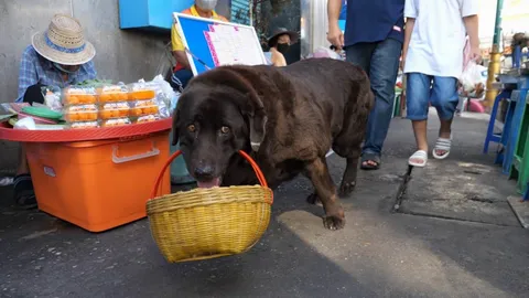 "กล้วยปิ้ง" หมาวัดพันธุ์ลาบราดอร์ขวัญใจชาวอัมพวา คาบตะกร้าชวนคนทำบุญสร้างโบสถ์