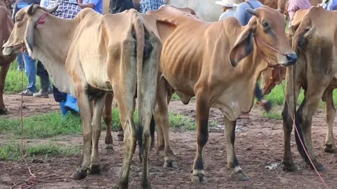 สหกรณ์โคเนื้อศรีวิชัย จับมือเอกชนมาเลย์ จับคู่ค้าส่งออกโคมีชีวิตแก้ราคาตกต่ำ 