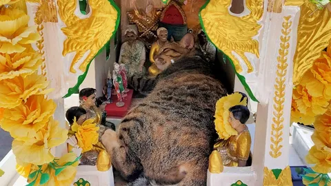 เจ้าของหอพักคิดหนัก เจอลูกค้าตั้งคำถาม ทำไมปล่อยให้ "แมว" นอนบนศาลตายาย