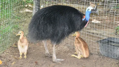 สวนสัตว์เปิดเขาเขียว ได้สมาชิกใหม่ ลูกนกคาสโซวารีคู่แรก จากการเพาะพันธุ์ในไทย