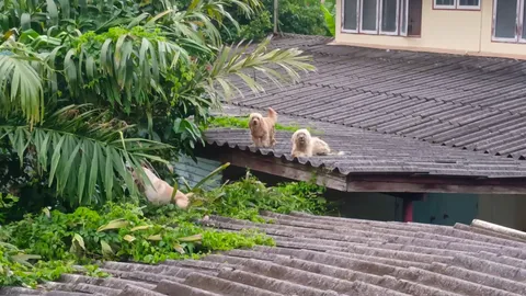 คนเช่าบ้านสุดเซ็ง หมาเจ้าของบ้าน ขึ้นนอนบนหลังคา (คลิป) 