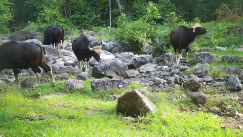 เขตรักษาพันธุ์สัตว์ป่าห้วยขาแข้ง เฝ้าระวัง "โรคลัมปีสกิน" หวั่นลามติดวัวแดง