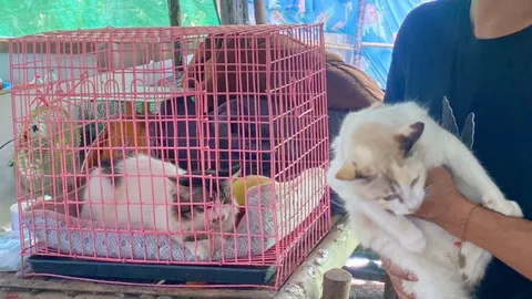 แม่ช็อกลูกชาย 10 ขวบคลั่งยาบ้า ตาขวางถือมีดจะเชือดคอแมว