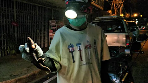 ผุดอาชีพจับตุ๊กแกตามบ้าน ออเดอร์จากต่างประเทศ รายได้วันละพัน (คลิป)