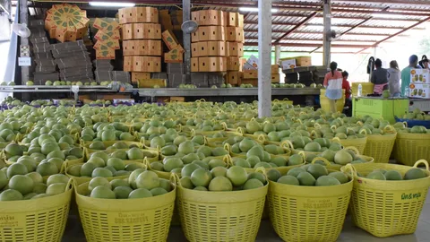 ส้มโอเวียงแก่น ออเดอร์มาแล้วนับร้อยตู้ ส่งไปขายฮ่องกงและจีนก่อนช่วงสารทจีน