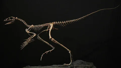 ฟอสซิลยุคบุกเบิกของเทอโรซอร์พบในบราซิล