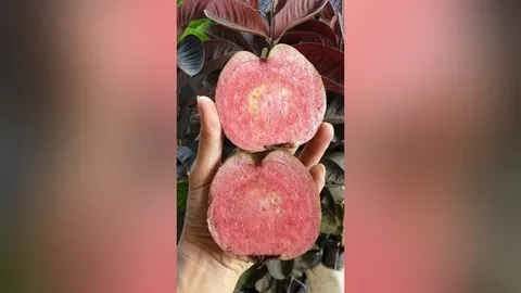 ฝรั่งแดงอโยธยาลูกผสม
