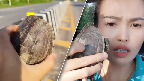 สาวจอดรถ วิ่งข้ามถนน ช่วยชีวิตน้องเต่า เฉียดโดนรถพ่วงทับ (คลิป)