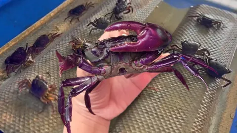 ประมงสร้างมาตรฐานปูนา มอบ มกษ.รายแรกในกรุงเทพมหานคร