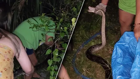 นึกว่าเล่นชักเย่อ คลิปไวรัลยอดหญิงแกร่ง ช่วยกันจับ "งูเหลือม" ที่บุกเข้าบ้าน