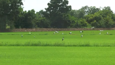 นาข้าวอุทัยธานีได้ฝนเขียวขจี แต่หอยเชอรี่ระบาด โชคดีฝูงนกปากห่างลงมาช่วยกิน 