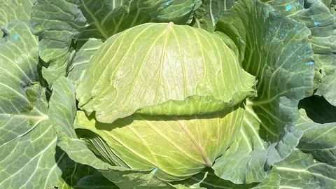 ปลูกกะหล่ำปลี ลดใช้สารเคมี