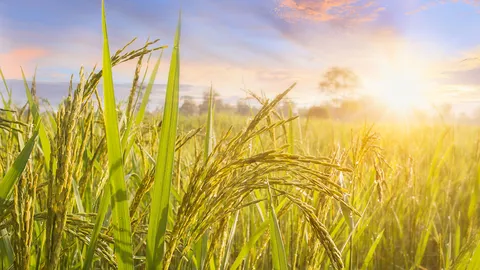 ส่งออกข้าวไทยไปญี่ปุ่น