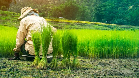 รับมือข้าวยากหมากแพง