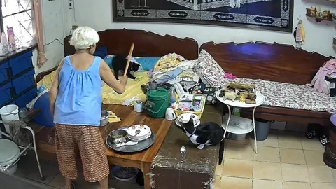 กรี๊ดลั่น แมวตัวแสบ แอบคาบงูขึ้นเตียงยาย สุดท้ายเจอไม้เรียวฟาดเข้าให้ 