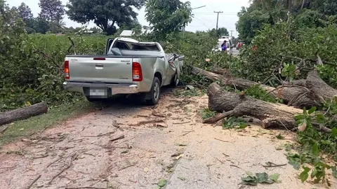 กระบะดวงแตกเจอต้นไม้ทับคาถนนที่ขอนแก่น ผัวตายเมียสาหัส เหตุคนตัดไม้ไม่ระวัง