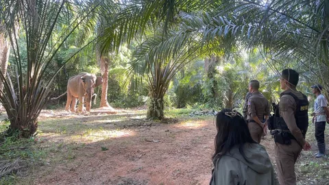 แจ้งจับเจ้าของพลายเป๊ปซี่ ใช้เหล็กแหลมแทงหน้าเลือดอาบ อ้างช้างดื้อ