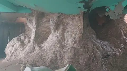 หรือว่าจะมีโชคใหญ่ ตัวต่อยึดบ้านทำรัง 3 รัง คอหวยแห่ส่องเลขบ้าน