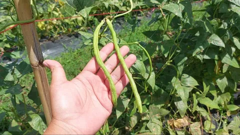 ชาวไร่มันสำปะหลังที่ อ.เสิงสาง หันมาปลูกถั่วฝักยาว ขายราคาดี กก.ละ 15 บาท