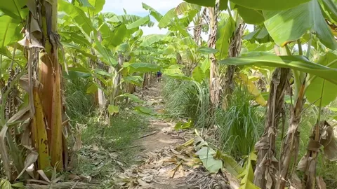 ชาวสวนบ้านม้าผวา โจรบุกลักกล้วยน้ำว้าจนท้ออยากเลิกปลูก วอนตำรวจอยุธยาช่วยด้วย (คลิป)