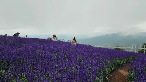 เที่ยวหน้าฝนไปเช็กอิน ทุ่งดอกบลูซัลเวียสีม่วง ท่ามกลางสายหมอกบนดอยม่อนแจ่ม