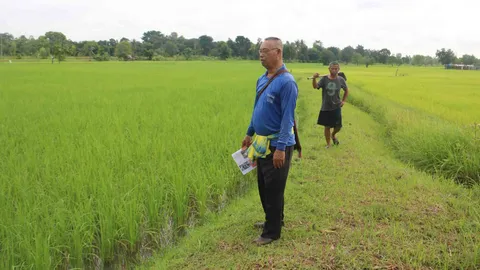 ชาวนากาฬสินธุ์ปลูกข้าวหอมมะลิ 105 หวังโกยเงิน หลังราคาข้าวสูงกว่าปีที่ผ่านมา