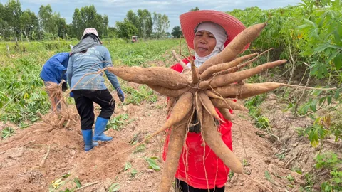 ชาวนาชาวไร่โคราช วอนนายกฯ ใหม่ ดันราคารับซื้อมันฯ ให้สูงขึ้น หลังแบกต้นทุนสูง