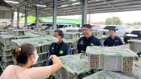 รองอธิบดีกรมวิชาการเกษตร ตรวจล้งลำไยจันท์ เผยเงื่อนไขล้งแดงขยับเป็นล้งเขียว 