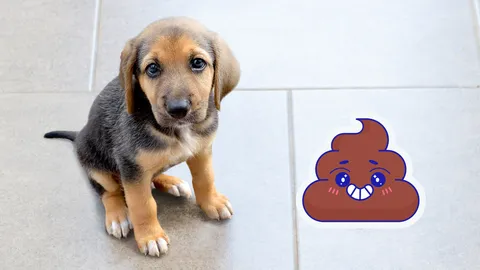 ฝันเห็นขี้หมา ฝันชวนเหม็น ฝันดีหรือร้าย ฝันเห็นขี้หมา ทำนายฝัน เลขเด็ด