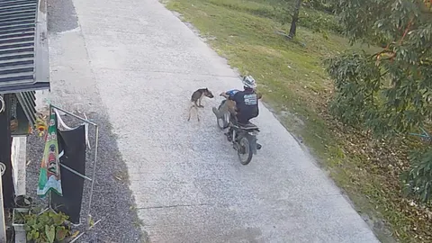 แบบนี้ใครผิด หมาวิ่งตัดหน้ารถมอเตอร์ไซค์ เบรกไม่ทัน ชนกันจังๆ กลางถนน (คลิป)