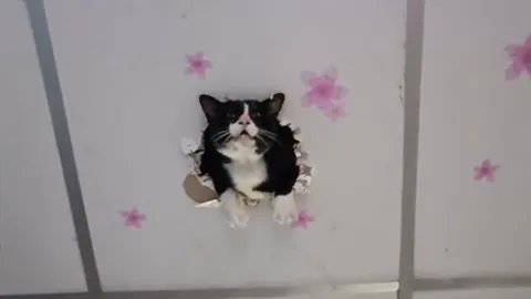 ซนจนได้เรื่อง เจ้าเหมียวแสบ แอบแม่ขึ้นบนเพดานบ้าน สุดท้ายฝ้าทะลุลงไม่ได้