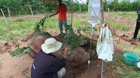 ลูกช้างป่าป่วยหนัก ล้มกลางไร่มันที่โคราช สิ้นใจแล้ว 