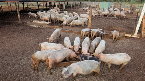 ชาวบ้านพิษณุโลกร้องเรียนฟาร์มหมูส่งกลิ่นเหม็น อยากให้หน่วยงานช่วยแก้
