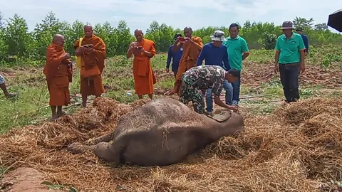 "ทีมสัตวแพทย์" ผ่าพิสูจน์ "ลูกช้างป่าทับลาน" พบป่วยเรื้อรังมานานก่อนสิ้นลม