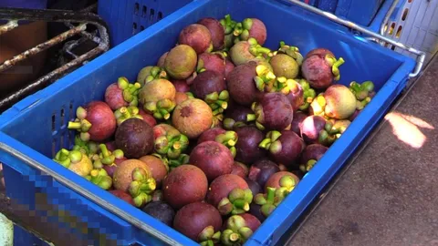 "ธรรมนัส" ไปเมืองคอนตามปมเทมังคุด พาณิชย์ฯ โต้ราคาดี คนเทมังคุดไม่ใช่ชาวสวนจริง (คลิป)