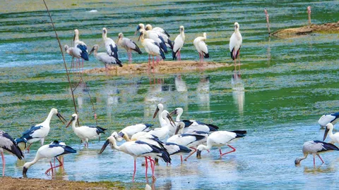 เปิดภาพฝูง "นกกระสาปากห่าง" นับร้อย พลัดถิ่นหาอาหารที่อ่างเก็บน้ำภูติอนันต์ (คลิป)