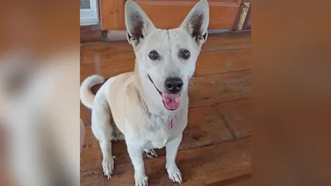 แทบจะรักมากกว่าหลานแล้ว เอ็นดูยายใส่ตะกรุดให้ "น้องหมา" ห่วงโดนตัวอื่นกัด