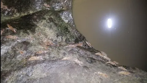 มีให้ดูปีละครั้ง ปรากฏการณ์ "กุ้งเดินขบวน" แก่งลำดวน ตลอดเดือน ก.ย. 66 ที่อุบลฯ